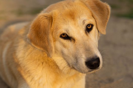 Close Up Photo of a Dog