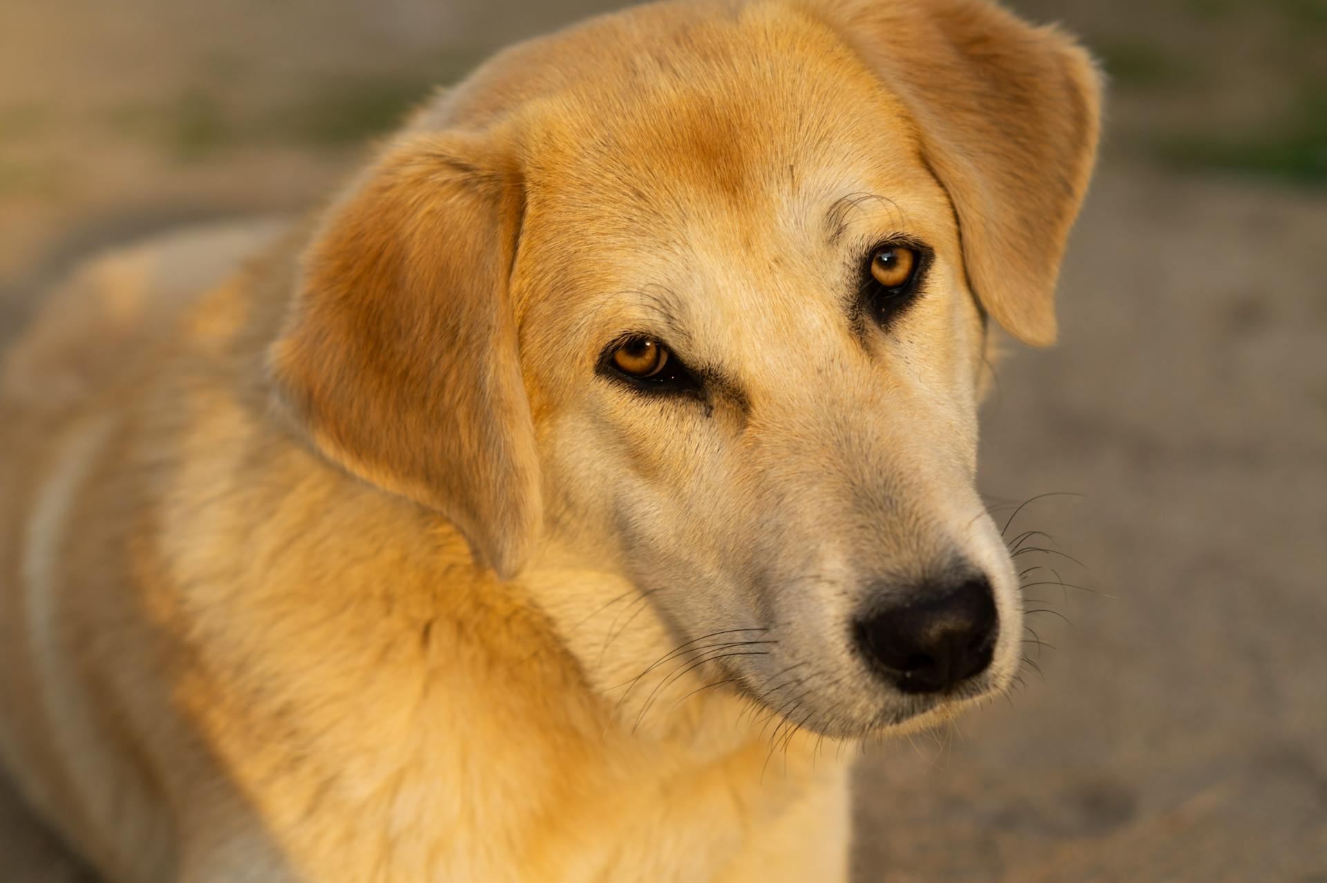 Close Up Photo of a Dog