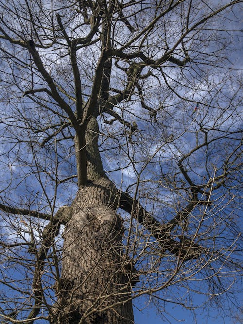 Gratis lagerfoto af bare træ, blå himmel, bladløse