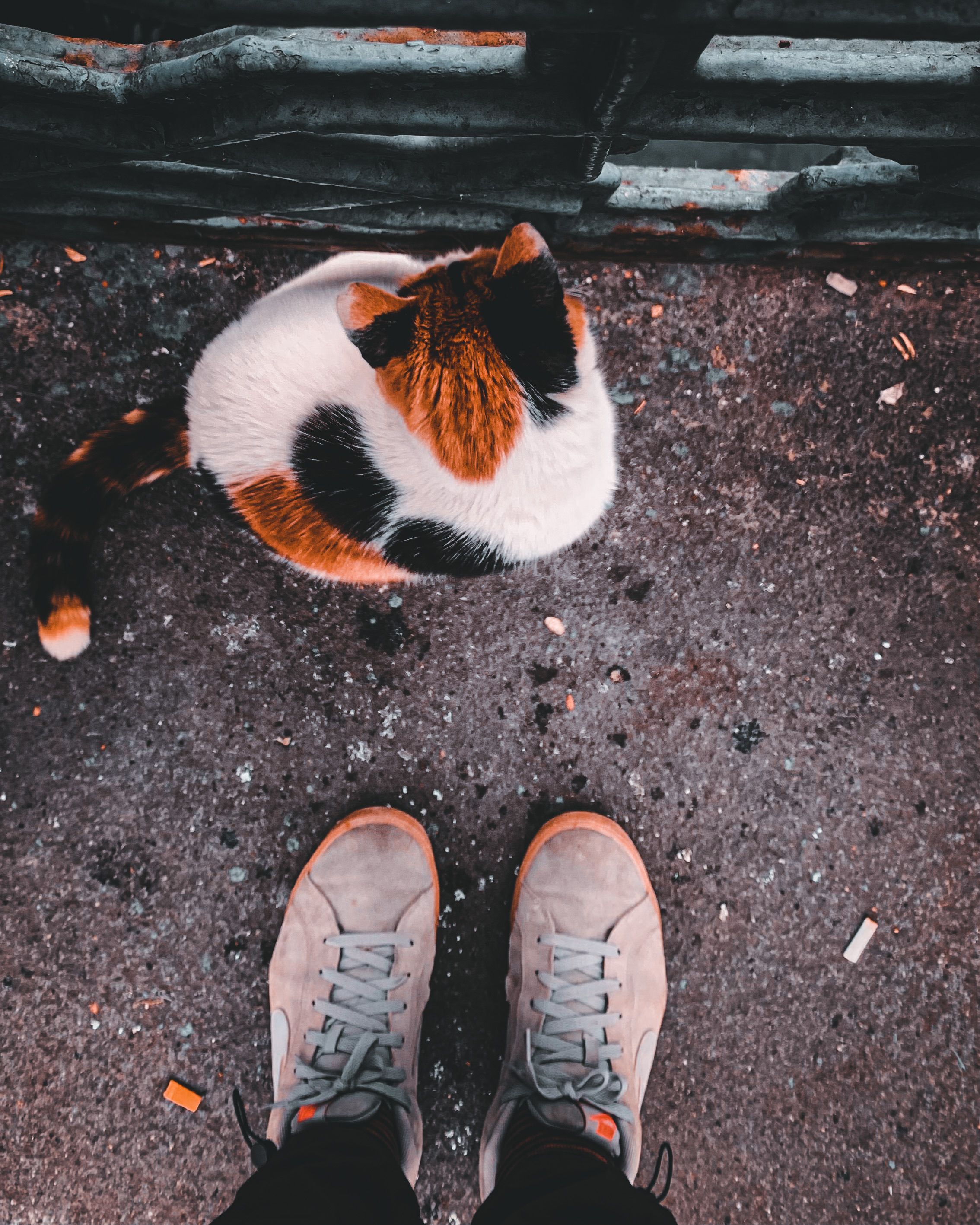 Tricolor Cat Sitting on pavement · Free Stock Photo