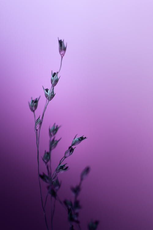 Wildflowers Branch on Purple Background