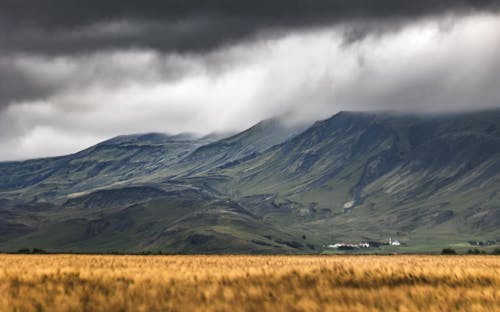 Field in Mountains Landscape in Fog