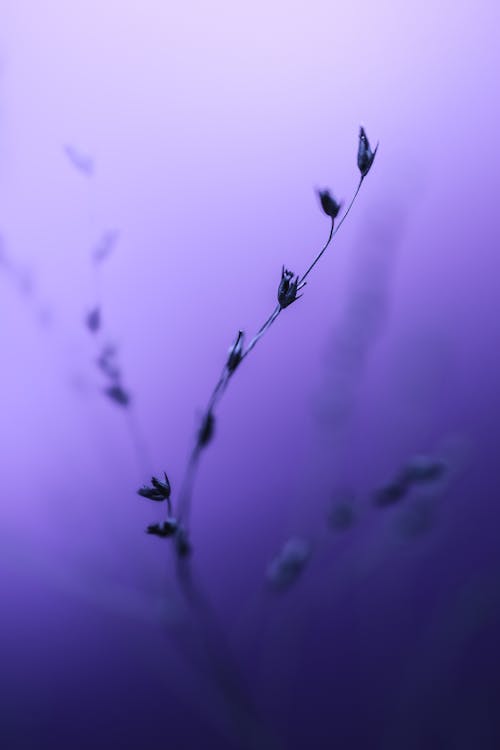 Close-up Of Plant Against Purple Background