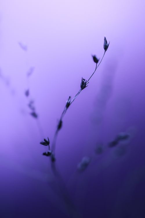 Free Close-up of plant silhouette against a soft purple background, creating a tranquil and artistic vibe. Stock Photo