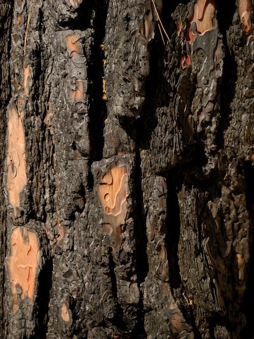 Бесплатное стоковое фото с вертикальный выстрел, грубый, дерево