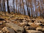 burnt trees in the forest