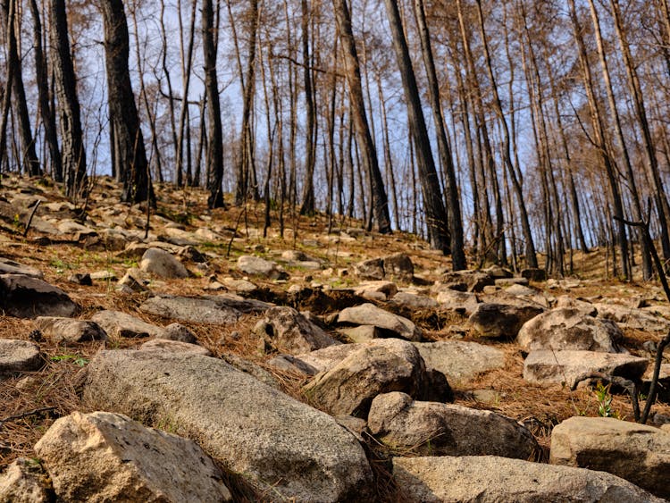 Elevated Forest Woods With Rocks