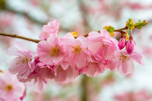 Бесплатное стоковое фото с крупный план, розовые цветы, флора