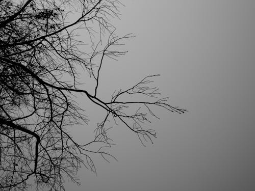 Grayscale Photo of Leafless Tree