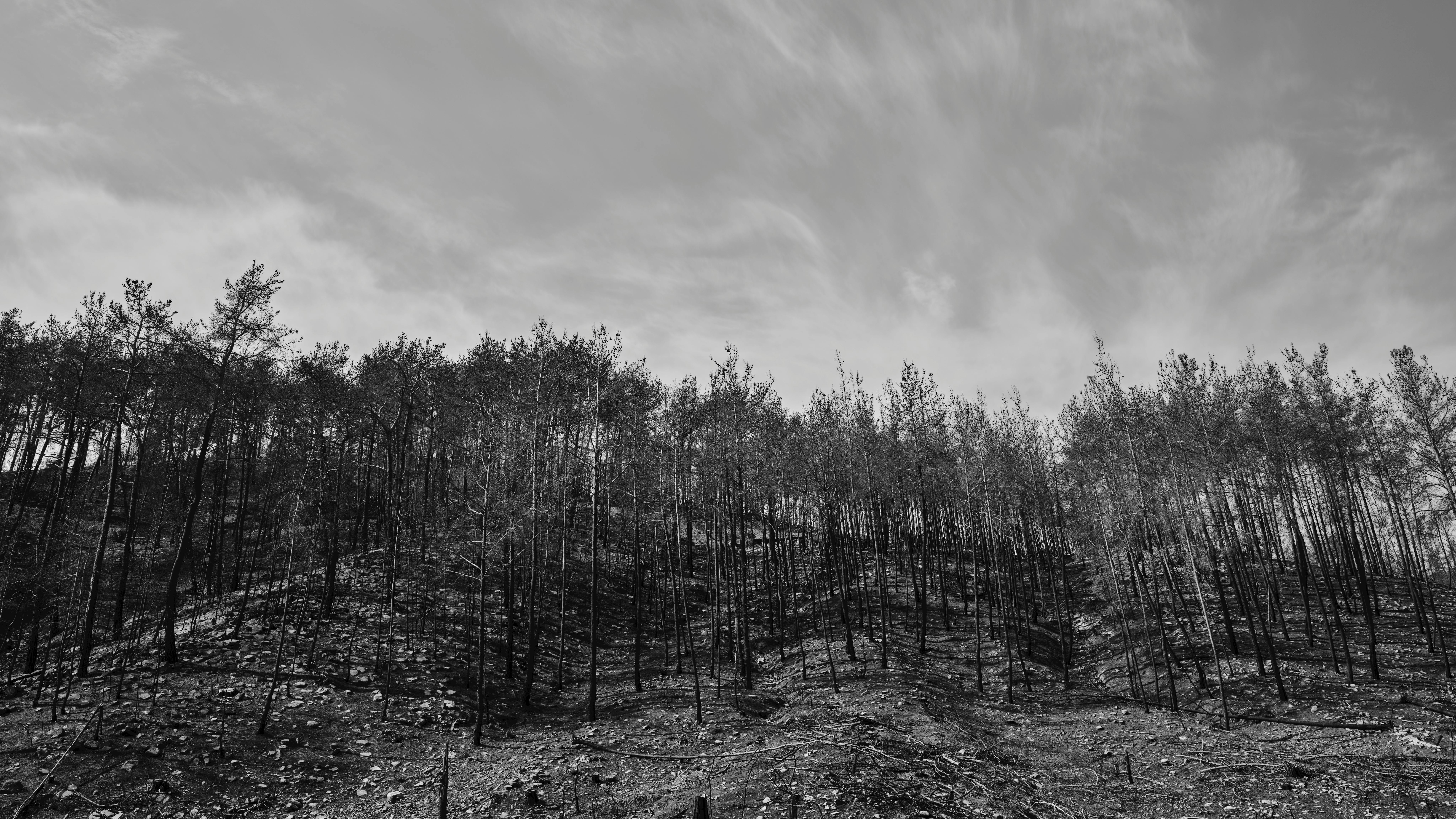 black and white photo of burnt trees in the mountain