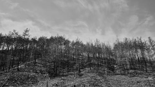 Black and White Photo of Burnt Trees in the Mountain