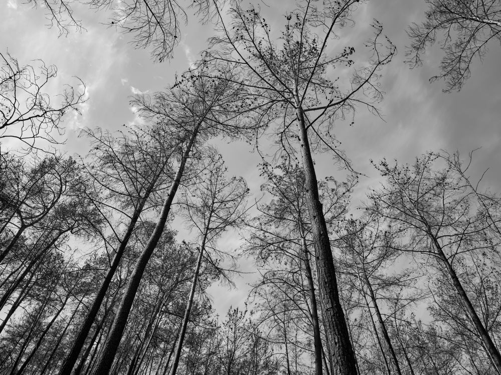Tree Image Grayscale A Grayscale of Trees in a Forest · Free Stock Photo