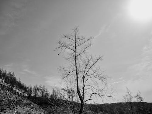 Безкоштовне стокове фото на тему «відтінки сірого, голий, дерево»