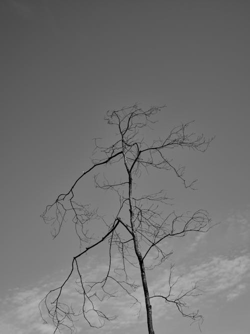 Základová fotografie zdarma na téma bezlistý, dřevo, holý strom