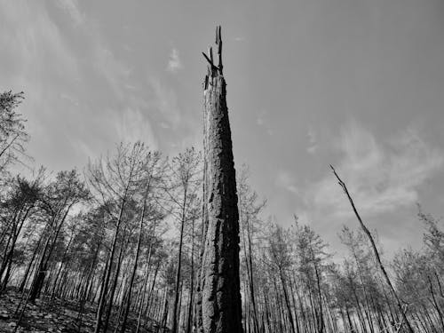 Základová fotografie zdarma na téma černobílý, holé stromy, jednobarevný