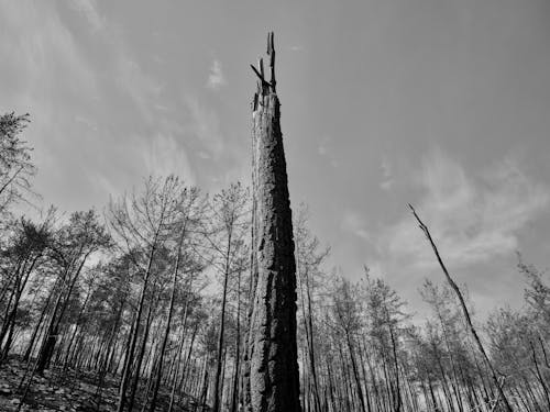 Black and White Photo of a Tree Trunk