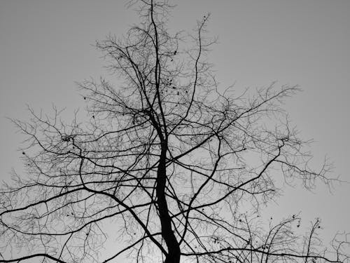 Fotos de stock gratuitas de árbol desnudo, blanco y negro, escala de grises