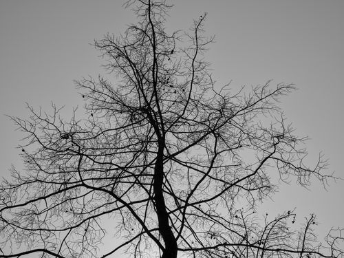 Free A striking black and white silhouette of a leafless tree against the sky, symbolizing winter's stark beauty. Stock Photo