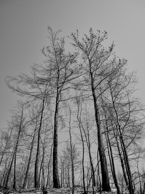 Foto profissional grátis de árvores, árvores altas, escala de cinza