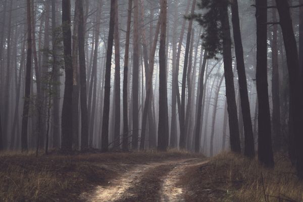 A moody misty path winding through tall trees — photo by Ruslan Sikunov on Pexels