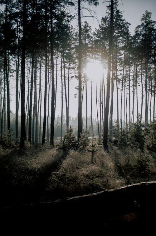 Foto profissional grátis de árvores, floresta, luz solar