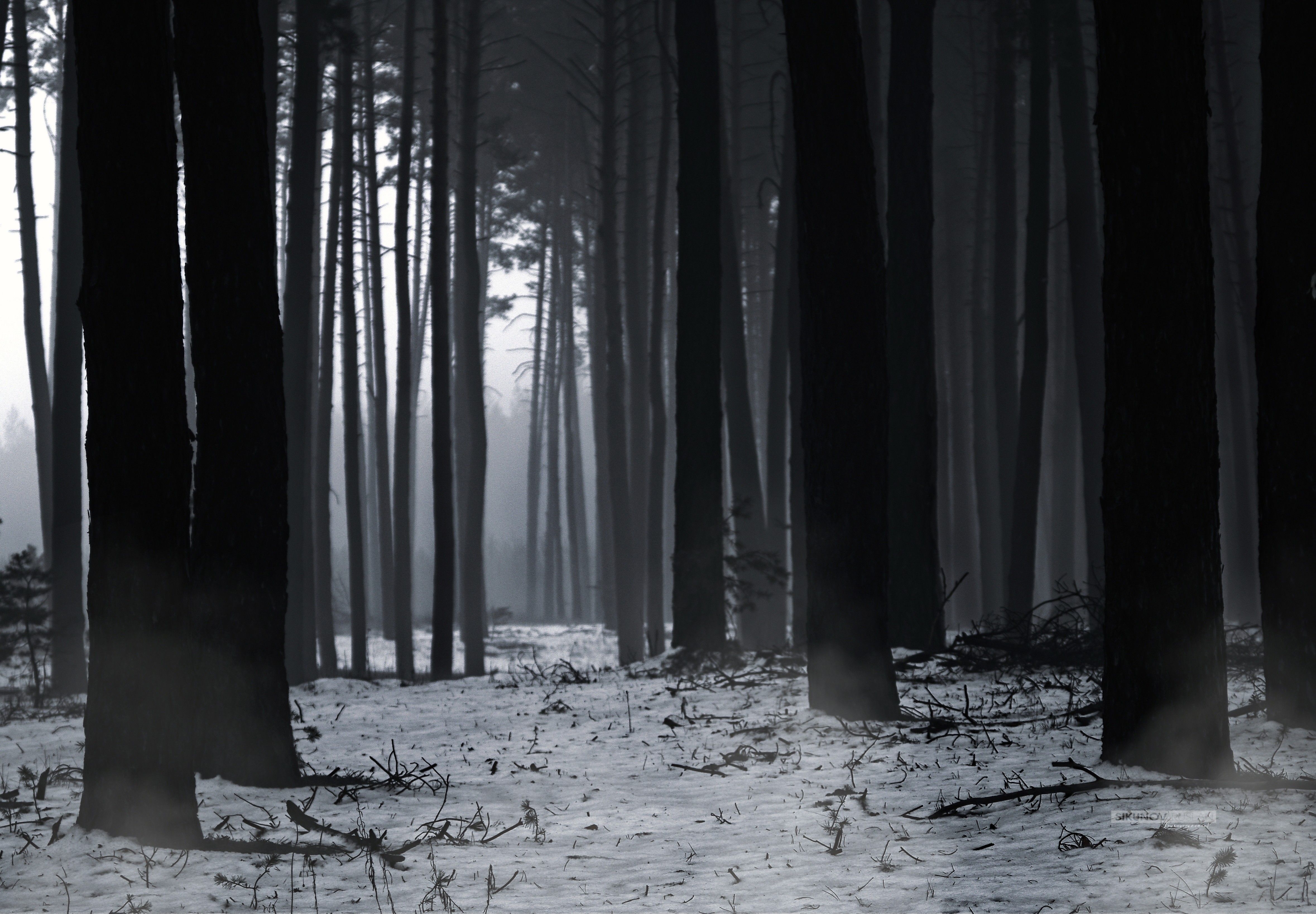 Eerie and atmospheric snow-covered forest with tall trees and fog. Perfect for winter themes.