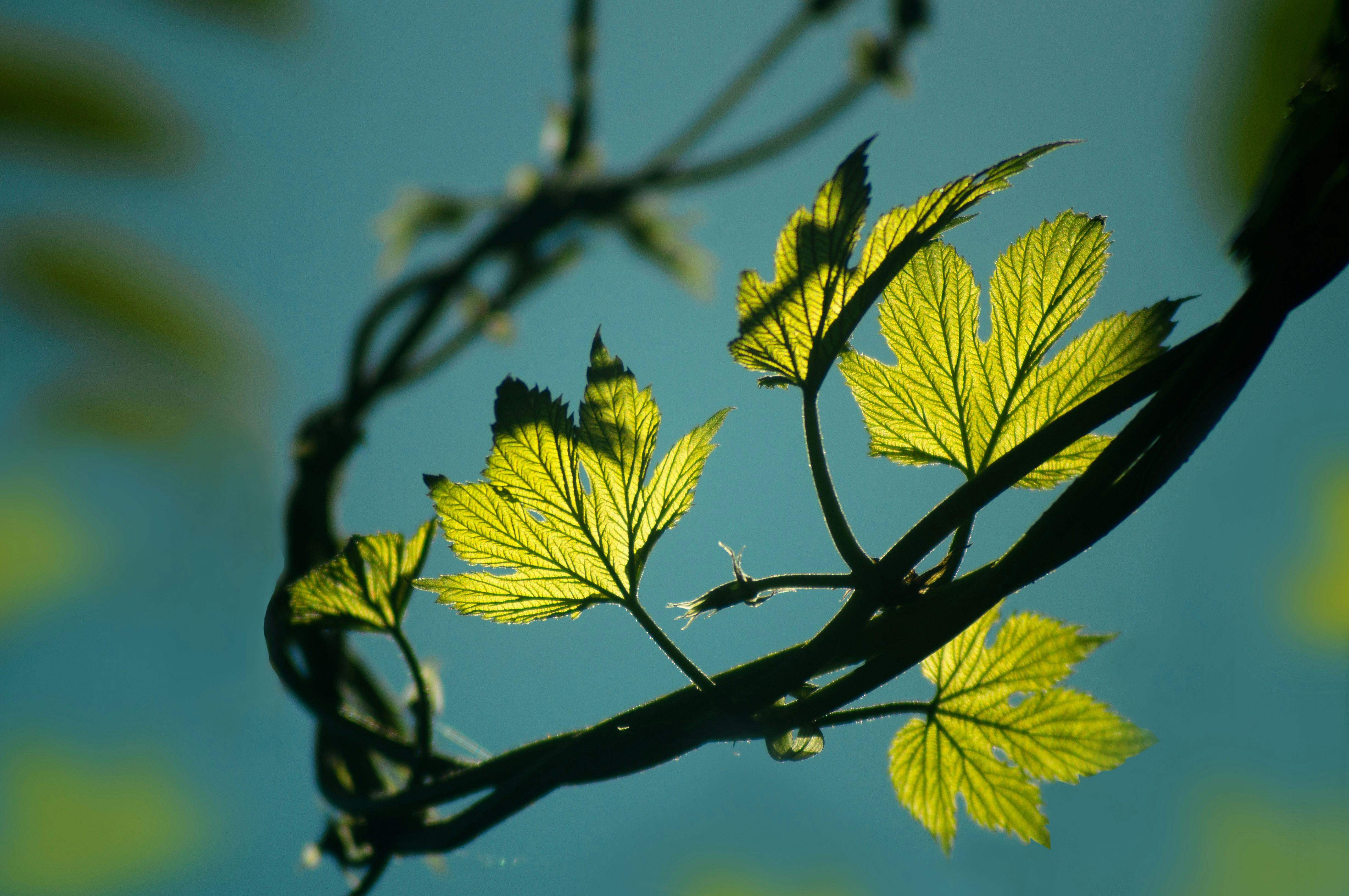 Spring Twig With Green Leaves Stock Photo - Download Image Now