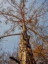 burnt trees in the forest