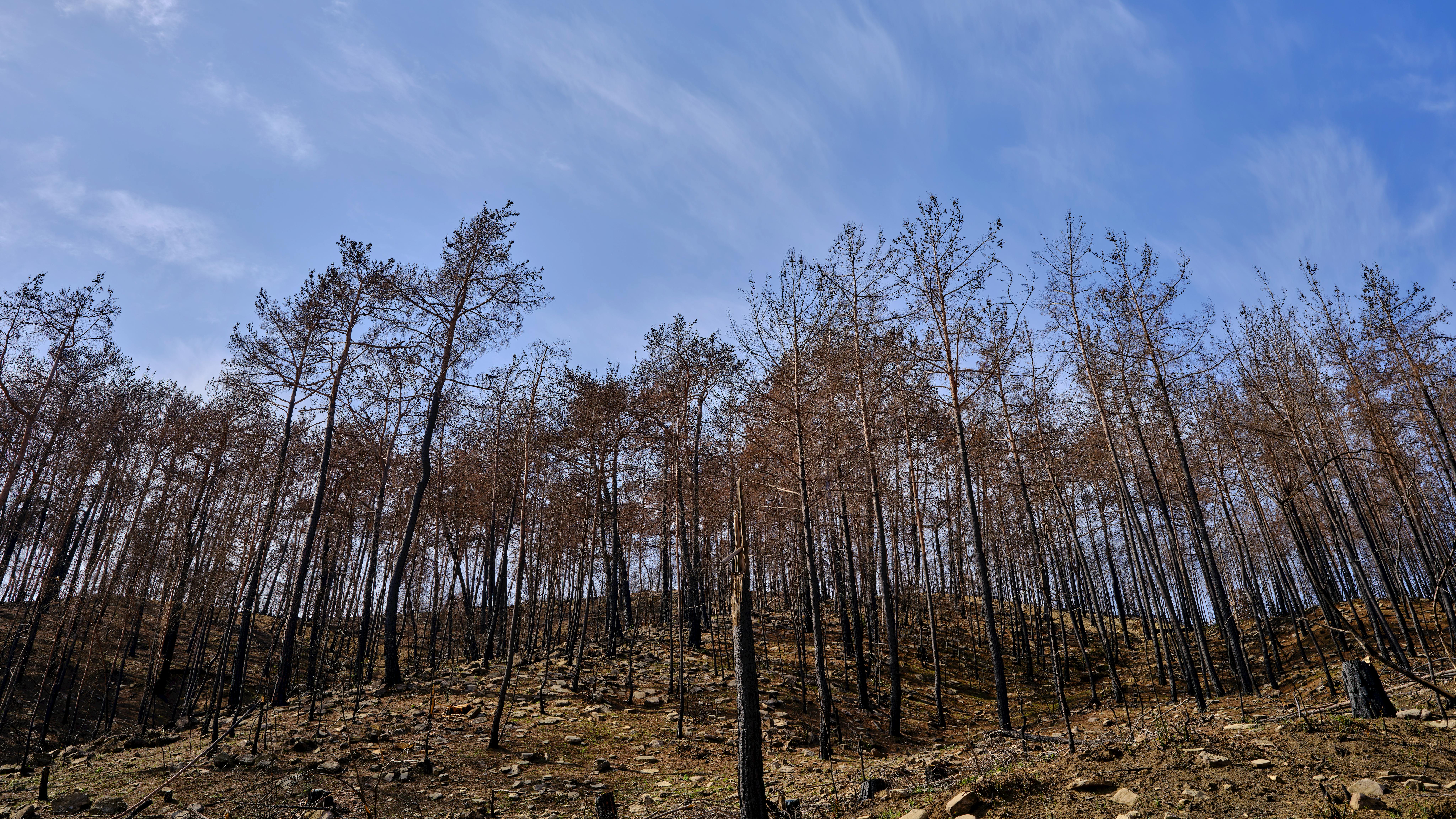 Mountain Ecosystem Restoration Projects: Preserving Nature's Heights