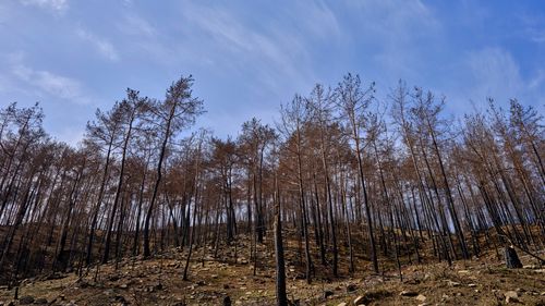 Free A dramatic view of a burnt forest with barren trees reaching up to the blue sky. Stock Photo