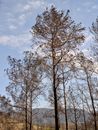 burnt trees in the forest