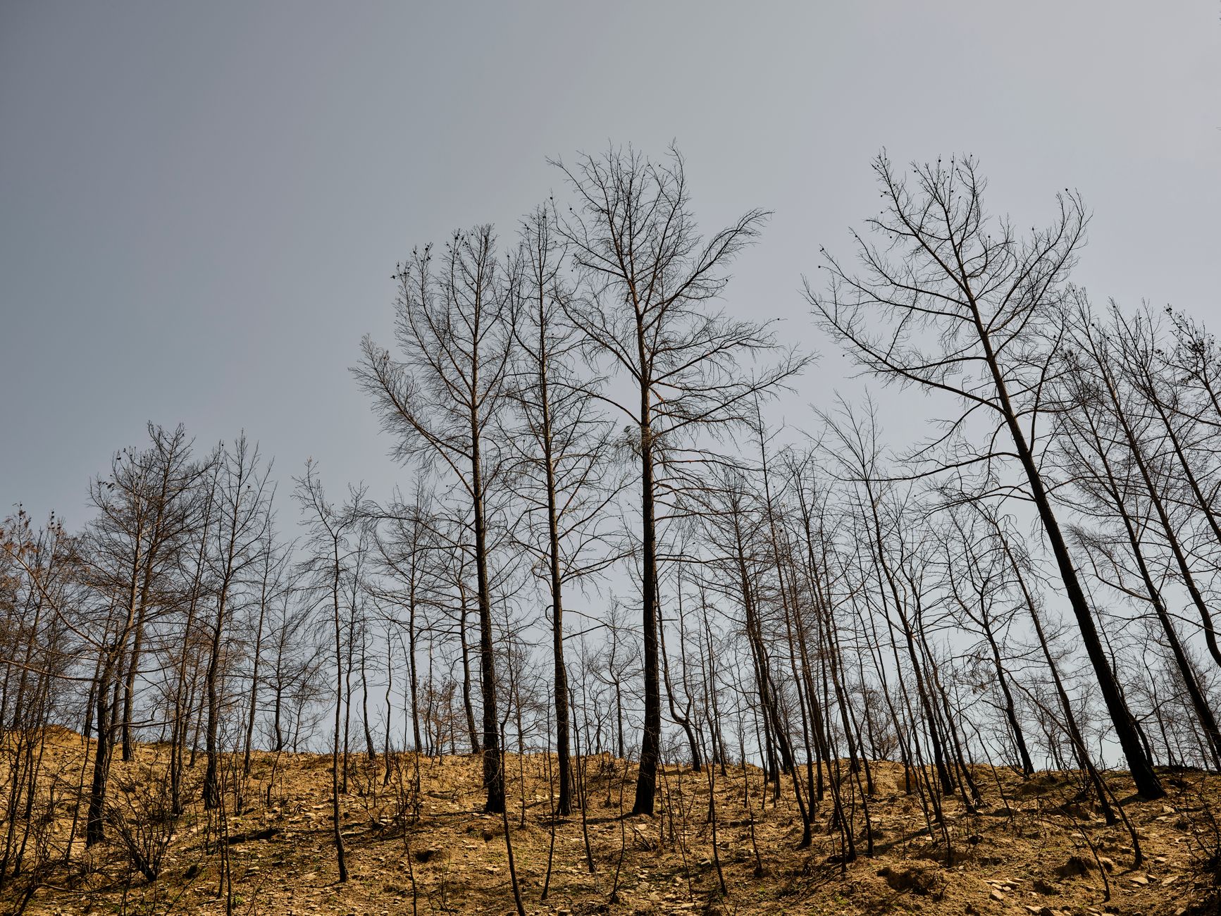 El Niño raises the risk of a costly year of heat, floods, droughts and fires