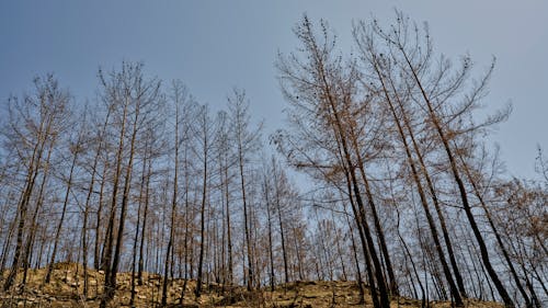 Základová fotografie zdarma na téma borovice, kmeny, krajina