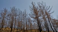 burnt trees in the forest