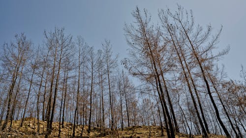 California On Edge With Lightning And Wildfire Risk