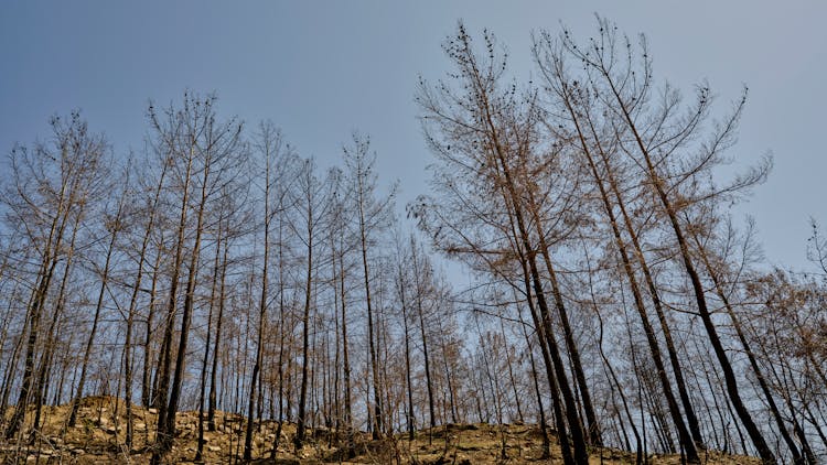 Burnt Trees In The Forest