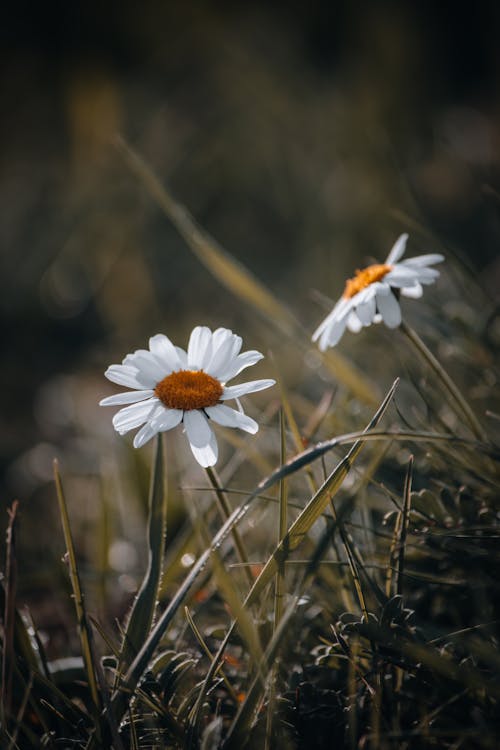 คลังภาพถ่ายฟรี ของ ดอกคาโมไมล์, ดอกเดซี่, ดอกไม้
