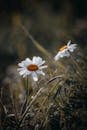 White Daisy in Bloom