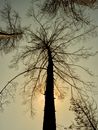 burnt trees in the forest