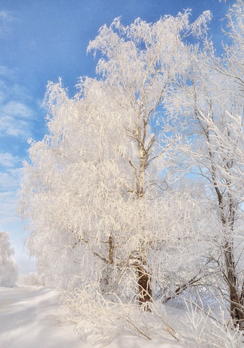 Landscape of Trees Covered With Snow