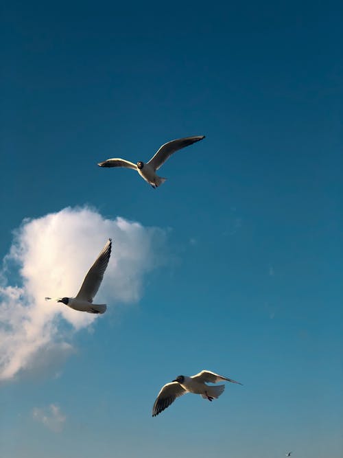 Birds Flying in Blue Sky