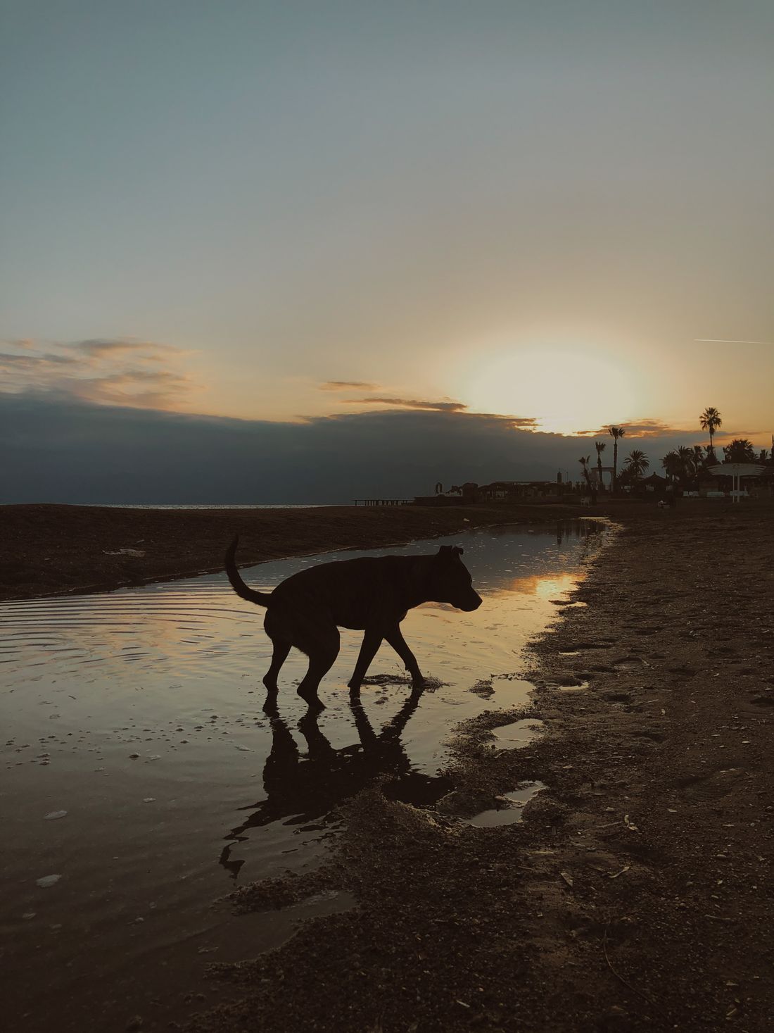 Dog-Friendly Beaches on Long Island: Rules by Season - 2