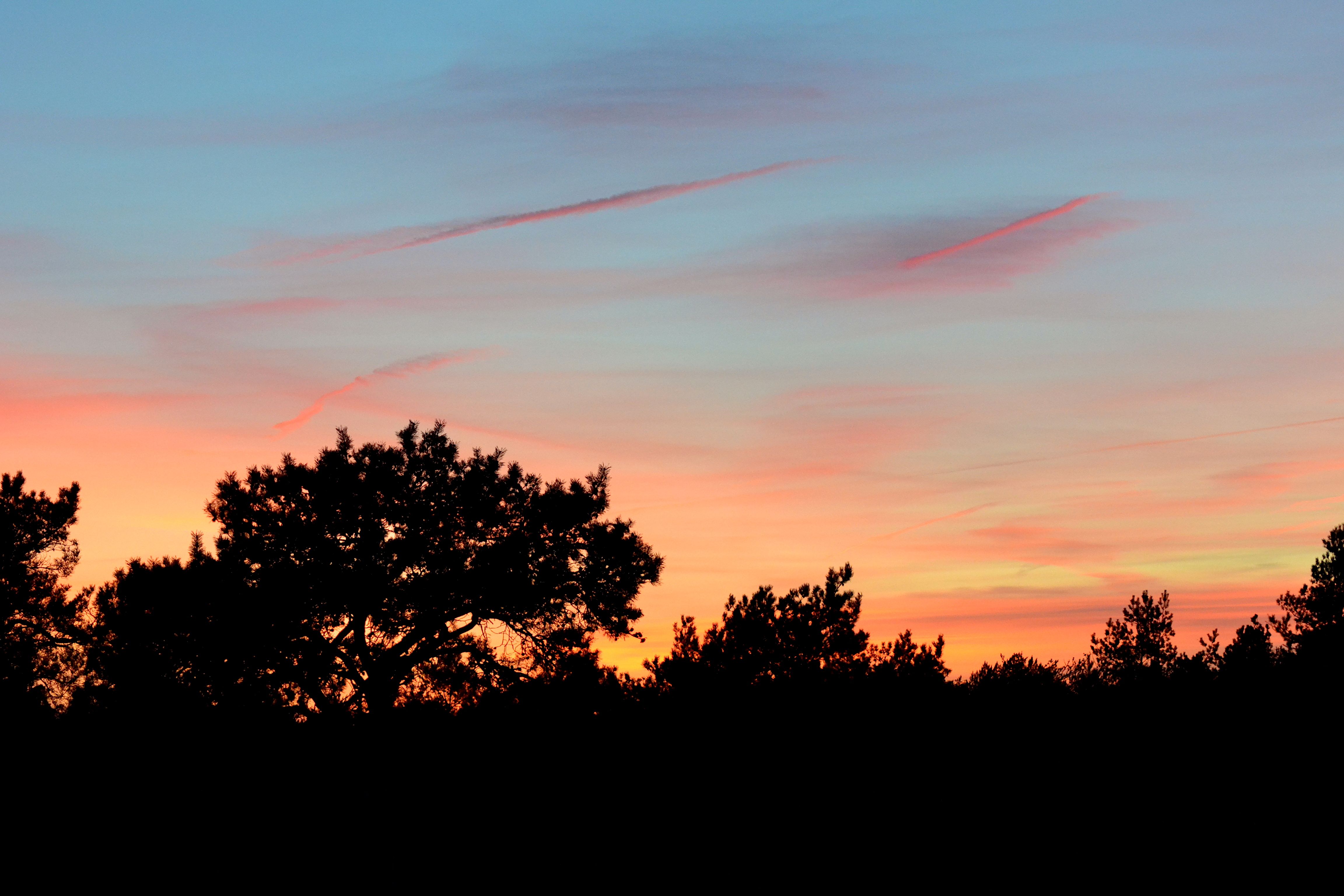 Silhouette of Trees during Sunset · Free Stock Photo