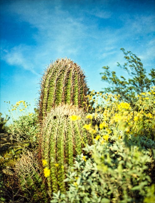 Green Cactus under Blue Sky