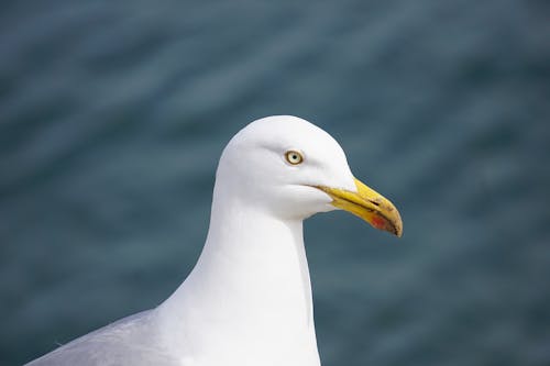 White and Gray Seagull