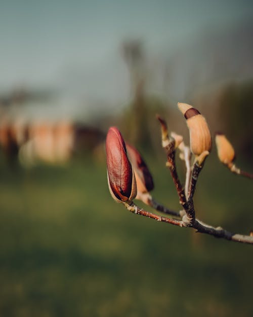 Foto d'estoc gratuïta de branca, brot de flors, enfocament selectiu