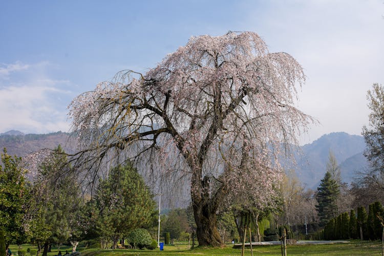 Weeping Cherry Tree