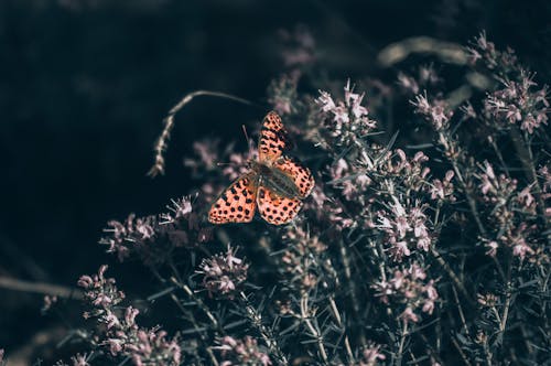 Free Brown and Black Butterfly Perched on Purple Flower Stock Photo