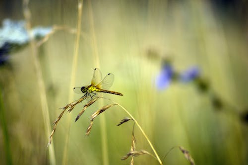 곤충, 무척추동물, 셀렉티브 포커스의 무료 스톡 사진