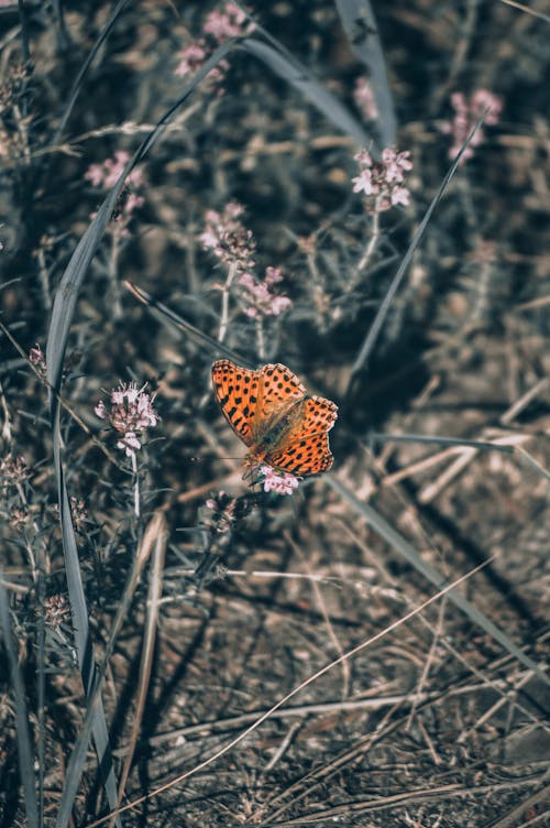 Бесплатное стоковое фото с бабочка, вертикальный выстрел, дикая природа